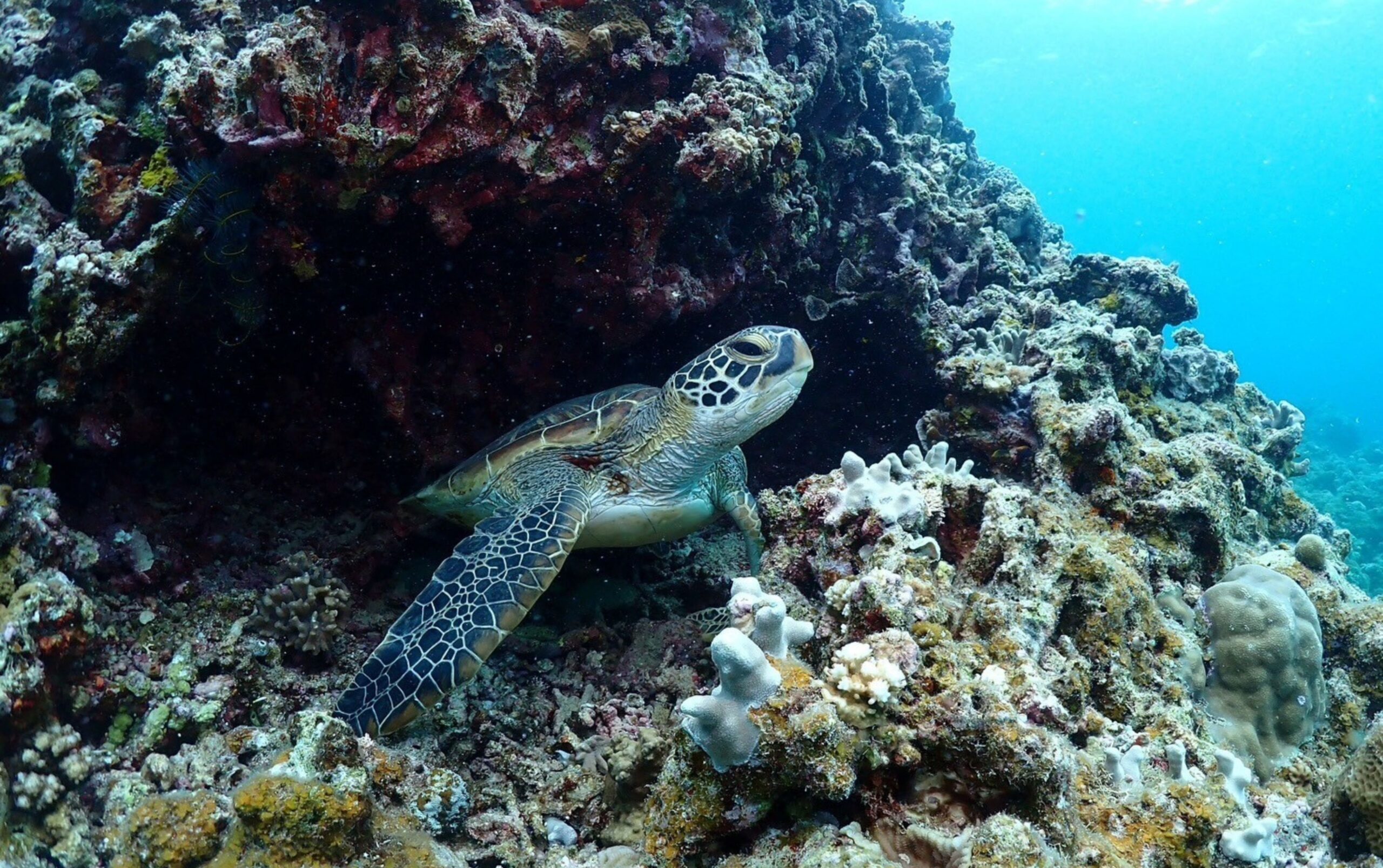 石垣島 ウミガメ シュノーケリング