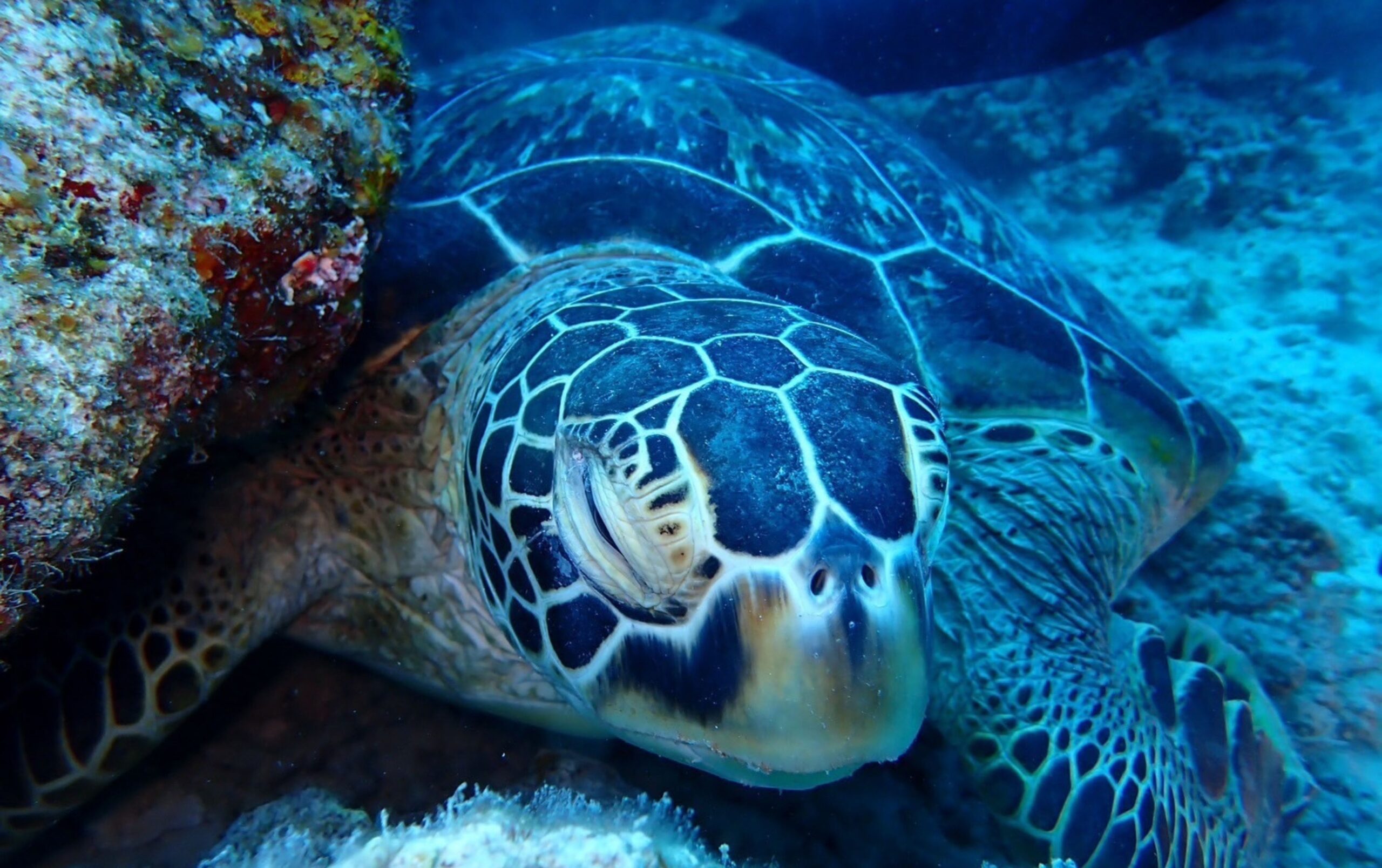 石垣島 ウミガメ 自然